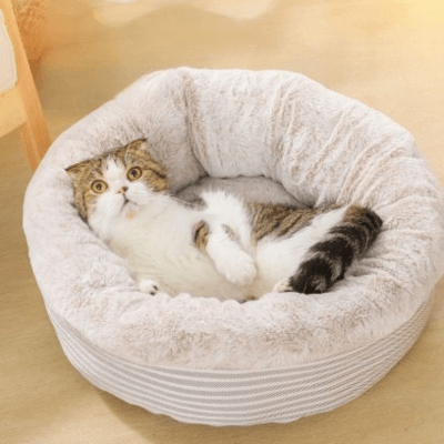 lit chat fond rond kaki avec chat allongé curieux
