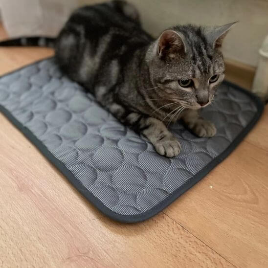 Tapis rafraichissant pour chat | Étéfrais - Chats Malins