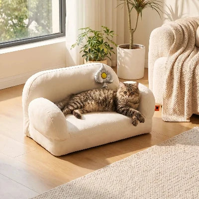 canapé chat blanc chat détendu salon 
