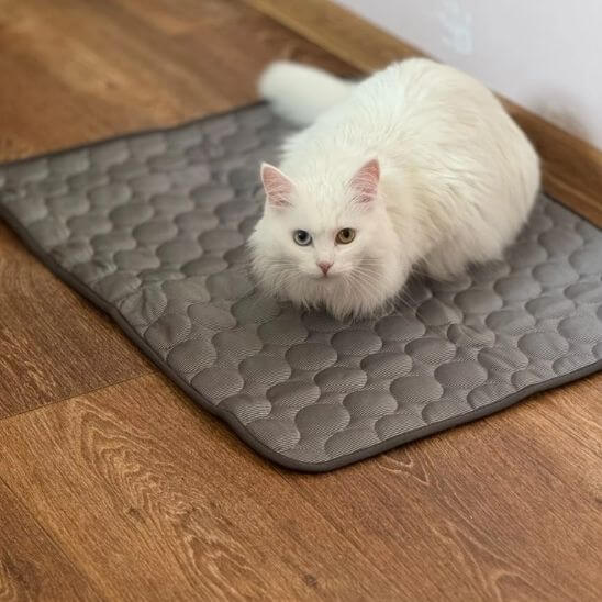 Tapis rafraichissant chat été frais avec chat blanc allongé