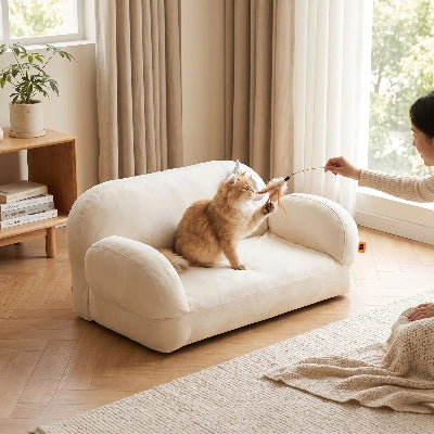 canapé chat blanc chat jouant avec femme 