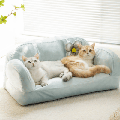 canapé chat bleu deux chats allongés