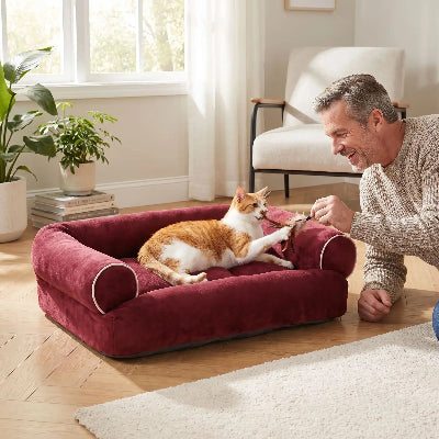 canapé chat rouge bordeaux homme jouant avec chat 