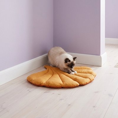 coussin a chat feuille automne avec chat faisant griffes