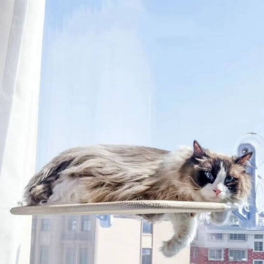 hamac chat fenetre avec chat allongé