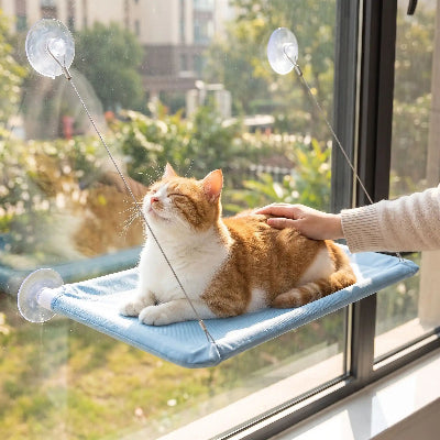 hamac chat fenêtre bleu chat profitant soleil 