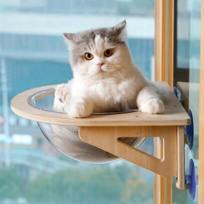 hamac chat fenêtre capsule avec chat curieux 