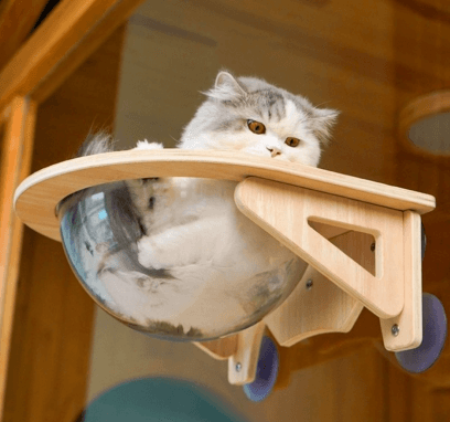 hamac chat fenêtre capsule avec chat tranquille 