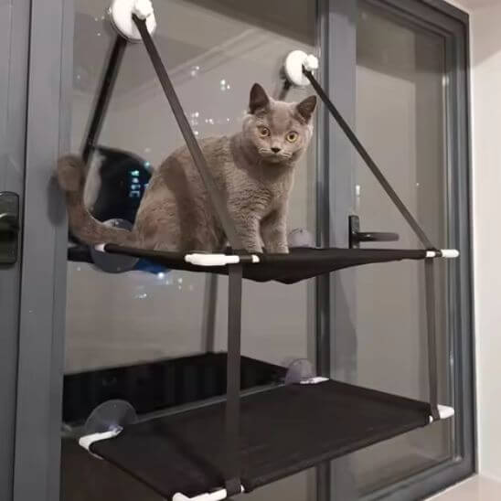 hamac chat fenetre double avec chat gris 
