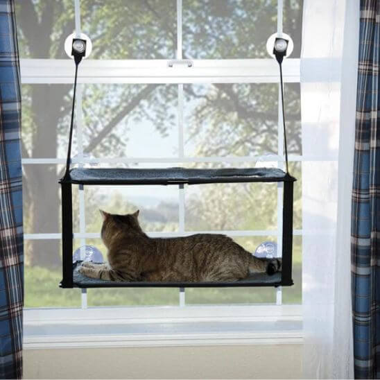 hamac chat fenetre double avec chat regardant dehors 