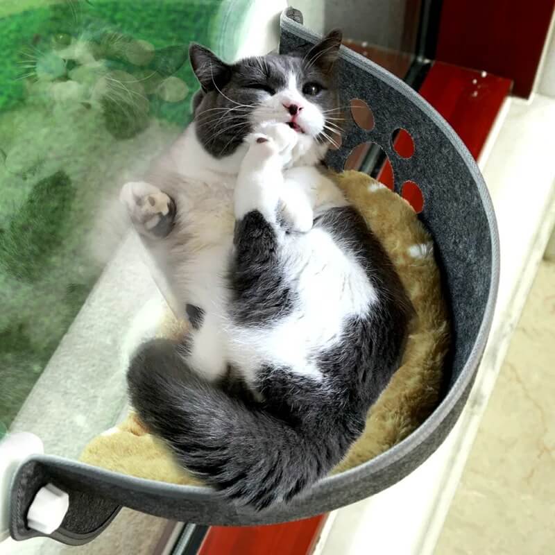 hamac fenêtre chat feutrine gris avec chat content