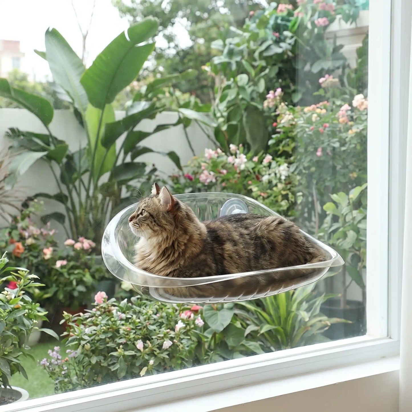 hamac fenêtre chat transparent avec chat jardin plantes 