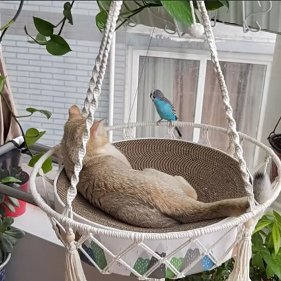 hamac suspendu pour chat style bohème avec griffoir 