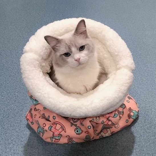 lit chat couchage coloré rose jouet debout 