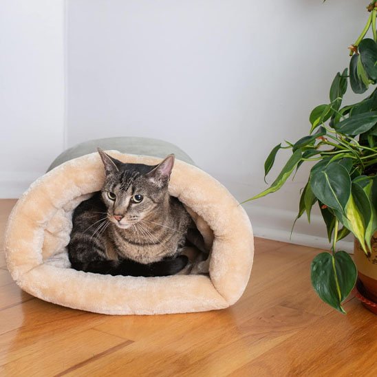 lit chat sac de couchage gris avec chat posé