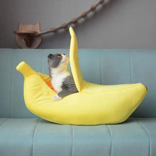 lit pour chat banane avec chat gris blanc 