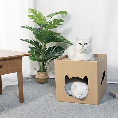 maison en carton pour chat avec chats hauteur interieur