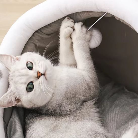niche à chat semi-ouverte avec chat jouant