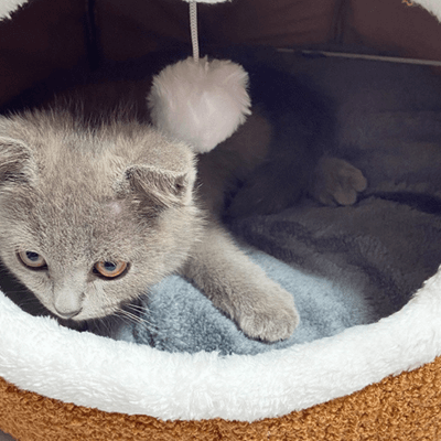 niche pour chat oreilles ours marron avec chaton 