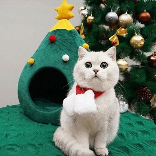 niche pour chat sapin festif avec chat blanc qui regarde devant 