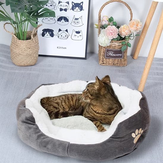 panier chat laine agneau avec chat curieux