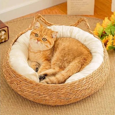 panier osier chat avec chat enroulé curieux 