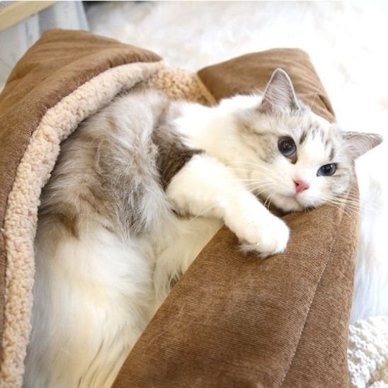 panier pour chat tapis nid enveloppant beige avec chat 