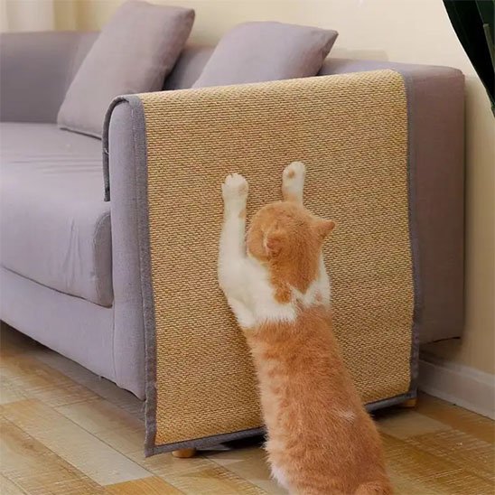 protection canapé chat avec chat griffant 3
