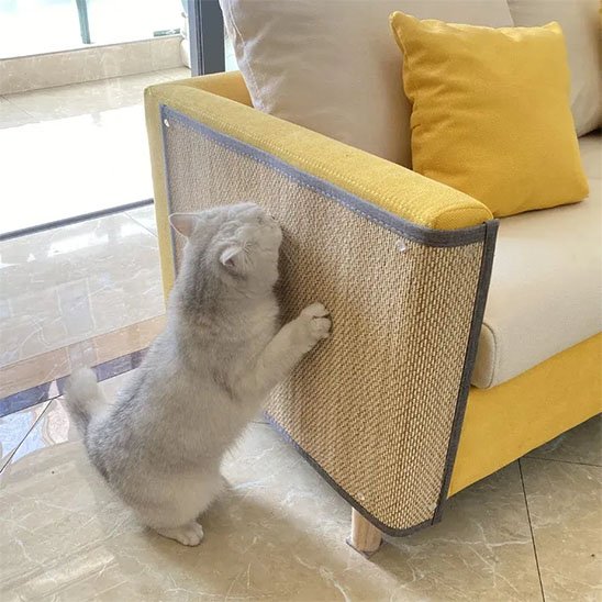 protection canapé chat avec chat griffant