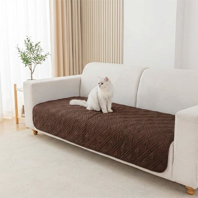 protection canapé chat marron café chat assis